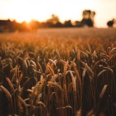 field-harvest-grain-summer-sunset-wallpaper